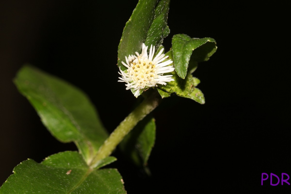 Eclipta prostrata (L.) L.